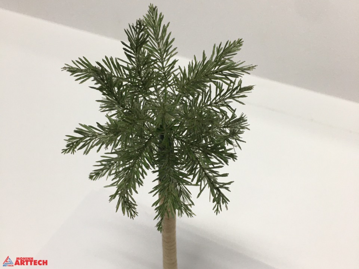 CÂY CAU ĐUÔI CHỒN TL 50